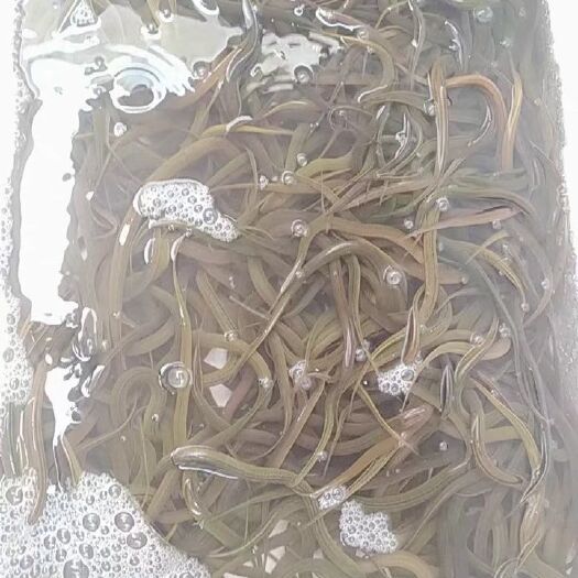广州黄鳝苗黄鳝鲜活黄鳝苗鳝鱼苗淡水鱼苗产地直销稻田鳝鱼苗