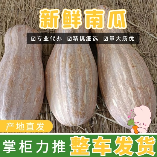 南瓜，金韩秘本，一手货源，量大货优，商超市场，欢迎选购