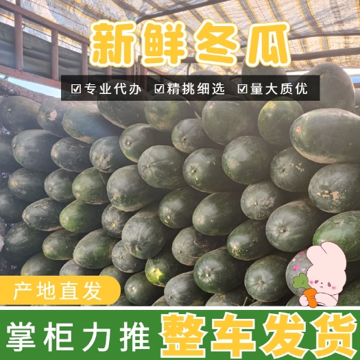 新野县河南黑皮冬瓜，大量供应可走市超，欢迎来电选购