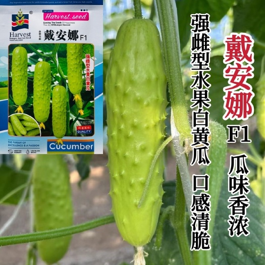 沭阳县戴安娜黄瓜种子强雌型水果白黄瓜种子瓜香味浓清脆白色水果黄瓜种
