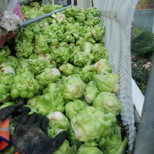 绵阳精品羊角菜