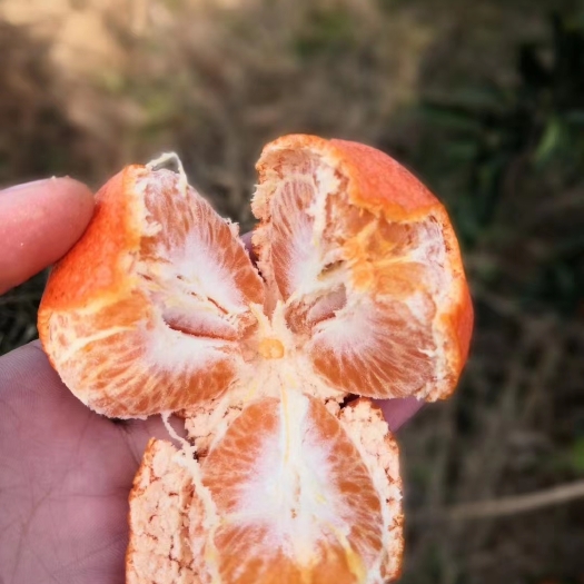 荆门荆龙红柑桔，橘皮红艳，口感甜，肉质嫩，入口即化。