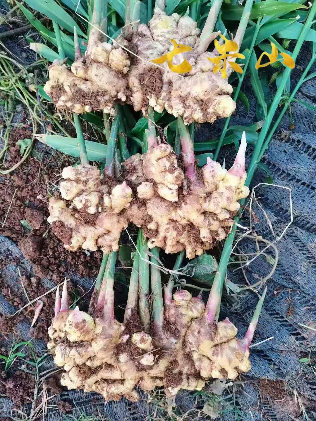 七米山小黄姜云南文山小黄姜炒菜煲汤晒姜片