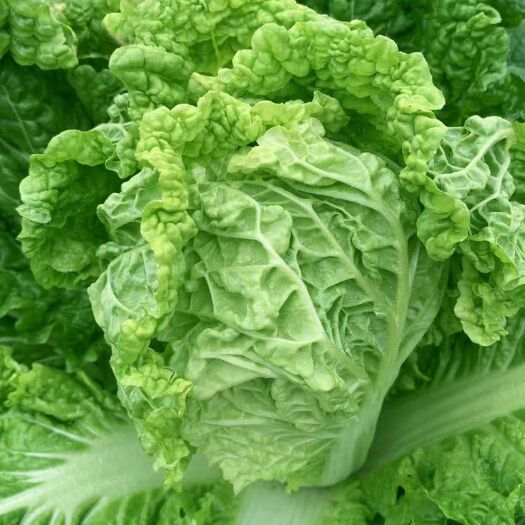 六盘水新鲜麻叶白菜