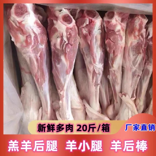 生鲜冷冻内蒙羔羊羊后腿羊后棒肉多羊腱子腿肉带骨羊棒骨羊小腿