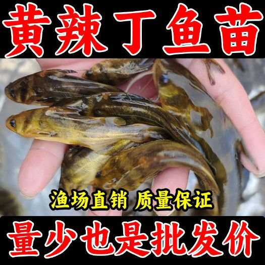 广州黄辣丁鱼苗批发黄骨鱼苗淡水黄颡鱼苗鲜活昂刺鱼黄养殖黄桑鱼鱼苗