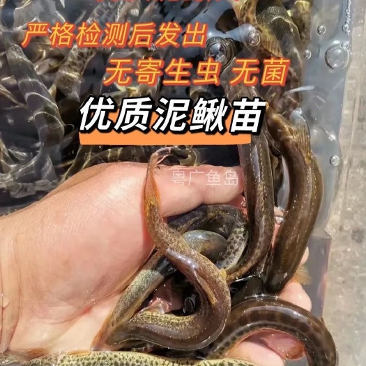 广州泥鳅苗鲜活喂养宠物钓鱼龙鱼活饵饲料泥鳅养殖淡水观赏鱼垂钓