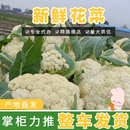 新野县河南优质松花，规格2/3斤左右，万亩基地直供，欢迎采购！