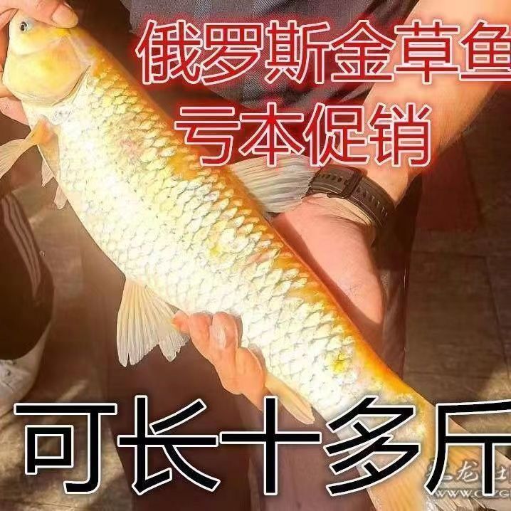 淡水养殖俄罗斯金草鱼苗红草鱼好养观赏鱼活鱼苗皖鱼苗金丝草鱼苗