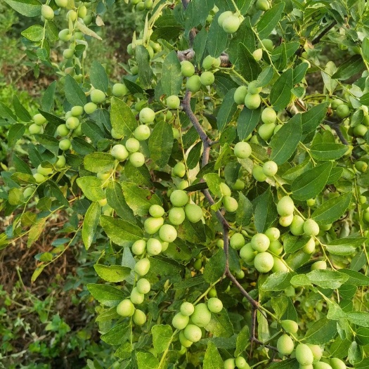 平邑县酸枣苗