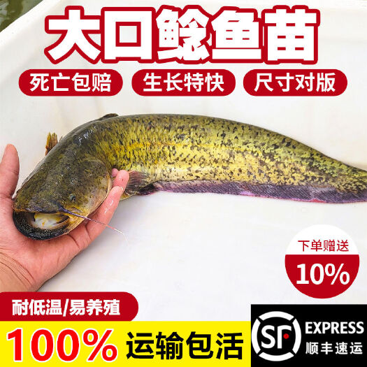 广州南方大口鲶鱼苗淡冷水养殖胡二须子鲶大型冷水鱼埃及鲶鱼