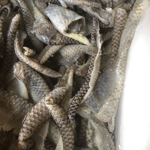罗非鱼 鱼皮