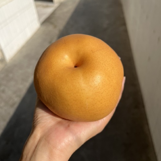 通许县你想要的晚秋黄梨都在我这里，价格优惠，欢迎咨询