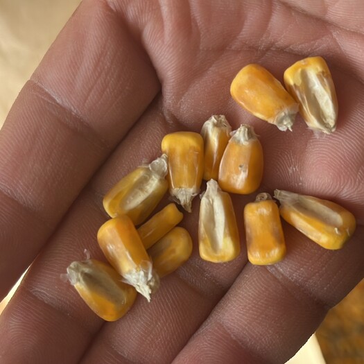 大荔县干度很好，玉米，不包邮，非转基因，