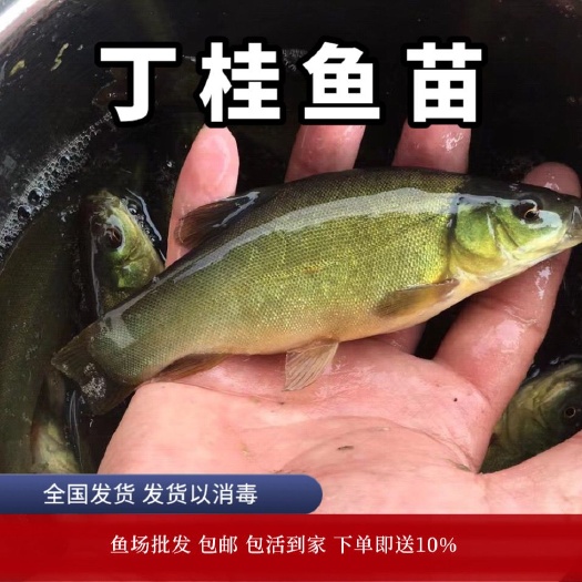 广州丁桂鱼苗批发耐寒鱼苗四川本地食用原生活体淡水冷水鱼苗包邮到家