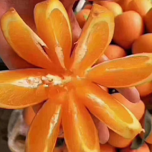 三峡纽荷尔自家种植 饱满汁多 不打蜡不泡药绿色又安全欢迎订购