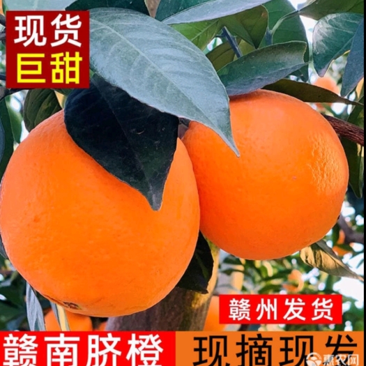 瑞金市赣南脐橙，补充维生素C