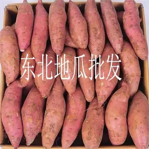 锦州龙薯