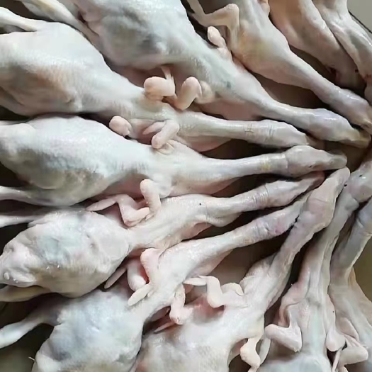 广东新鲜现杀乳鸭BB鸭