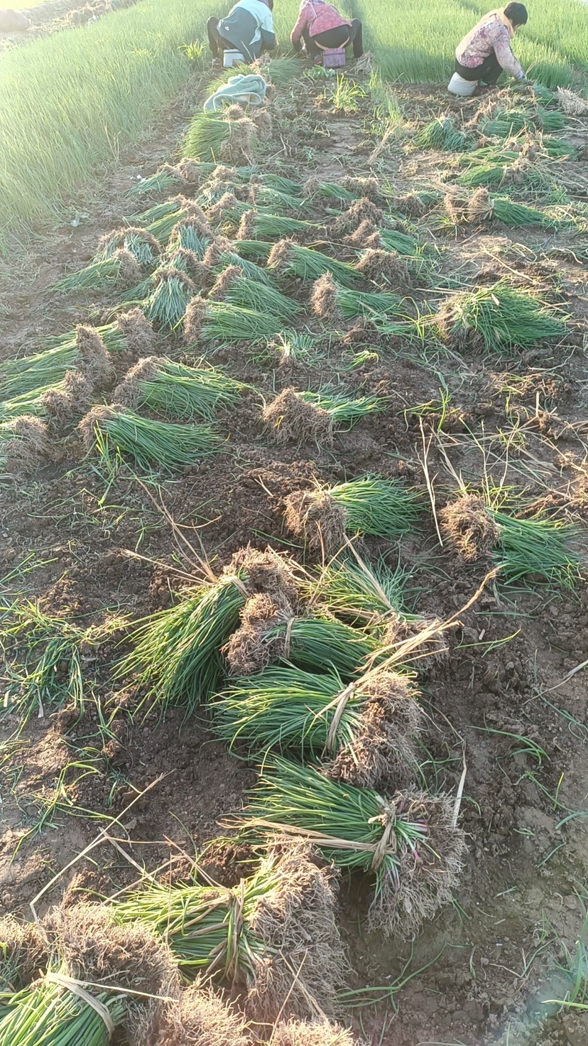 河西洋葱苗，二红半高桩，紫皮洋葱苗，基地直发，大量现货签合同