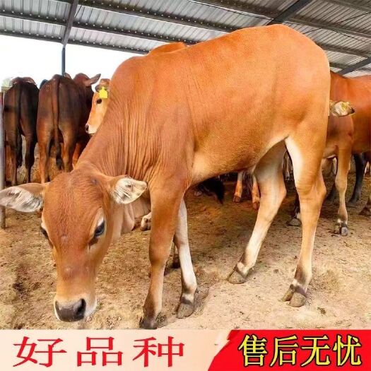 菏泽改良黄牛犊  每头补贴2000元 买十送三  全国包送