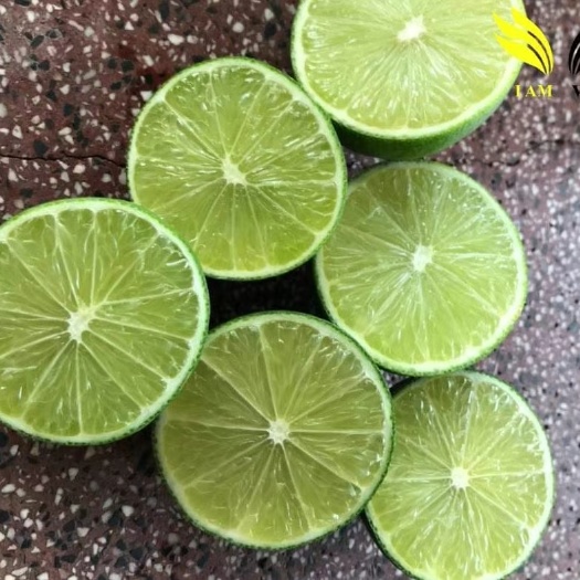 河口县越南青柠 塔西提精品无籽 价格美丽  验货付款