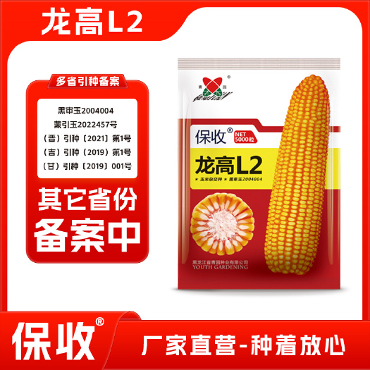 龙高L2玉米种子  龙高L2杂交大田抗倒伏包谷种玉米种子