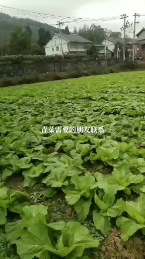 遵义贵州本地青菜(芥菜)