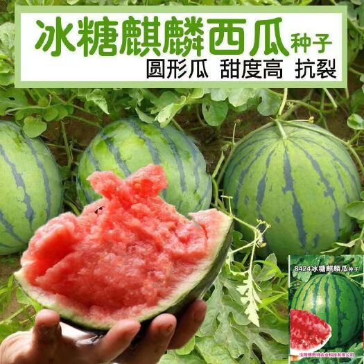 河间市早佳8424西瓜种子农田菜园早熟杂交甜脆圆西瓜种子水果西瓜种