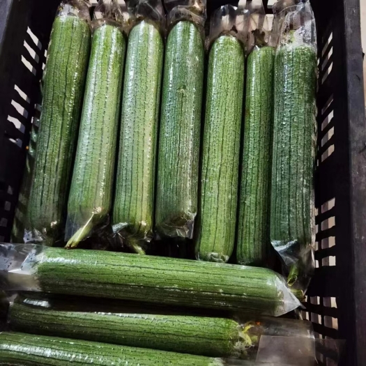 漳州油皮丝瓜，基地种植。各种规格打包。期待跟老板合作。