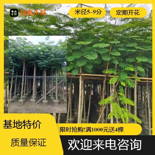 普宁市凤凰木（米5-9分）