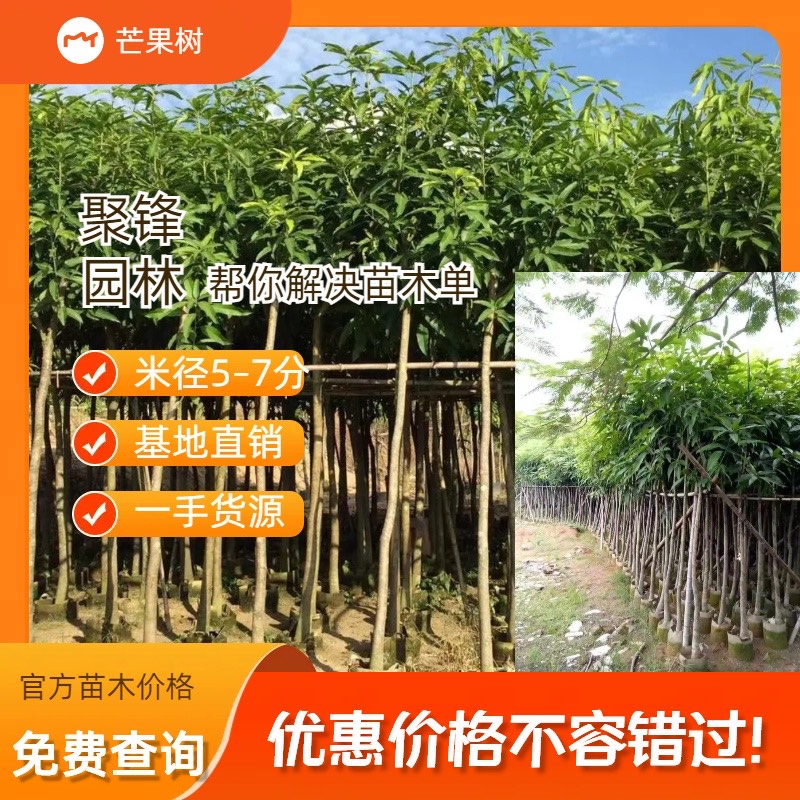 芒果樹（米徑5-7分）