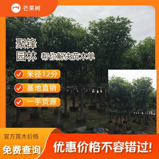 普宁市芒果树产地（米径12-14分）