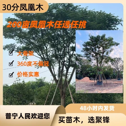 普宁市凤凰木（大骨架30分以上）