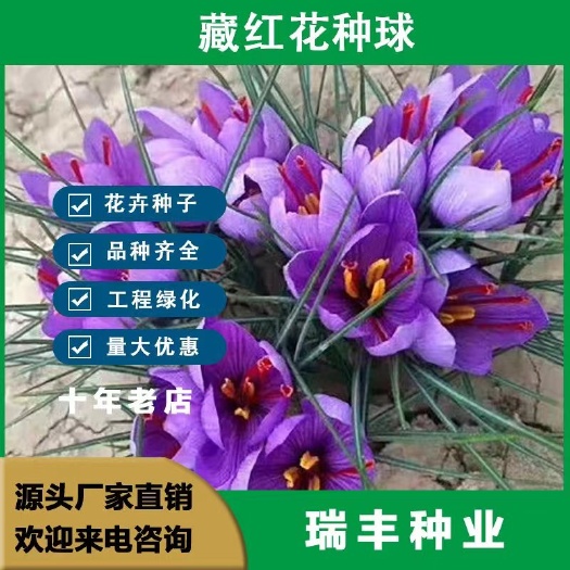 东海县藏红花种球盆栽耐寒耐旱养不死阳台庭院西红花番红花食用药用花大