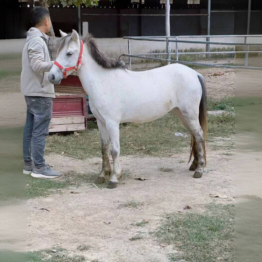 嘉祥县德宝矮马训好骑乘好饲养好管理大人小孩都可以乘骑