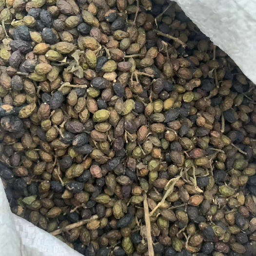 崇左鸭胆子，中药材，今年刚收上来的干货，颗粒饱满，欢迎各位老板