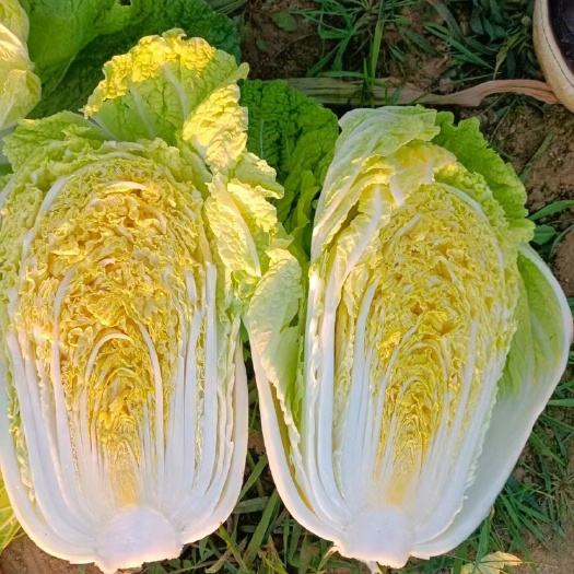 主要批发白菜,包菜,物美价廉感谢关注