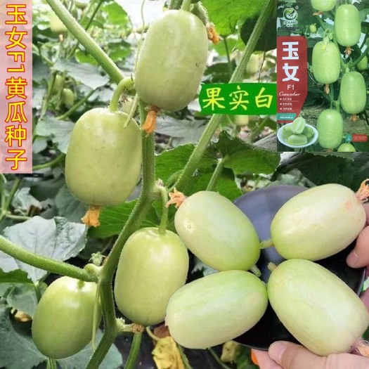 玉女F1水果黄瓜种子甜脆小黄瓜水果黄瓜蔬菜种籽高产易种植
