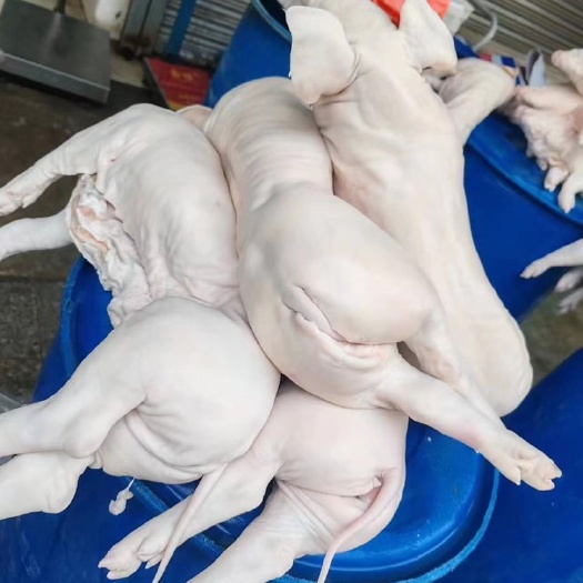 南海区新鲜乳猪肉批发供应