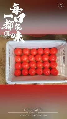 菏泽西红柿，硬粉