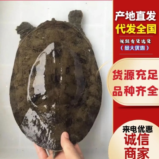 常德渔夫-土甲鱼（水库鱼、藕塘鱼），产地直发，包邮到家
