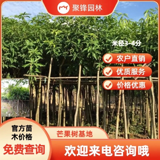 普宁市芒果树（米径3-4分）