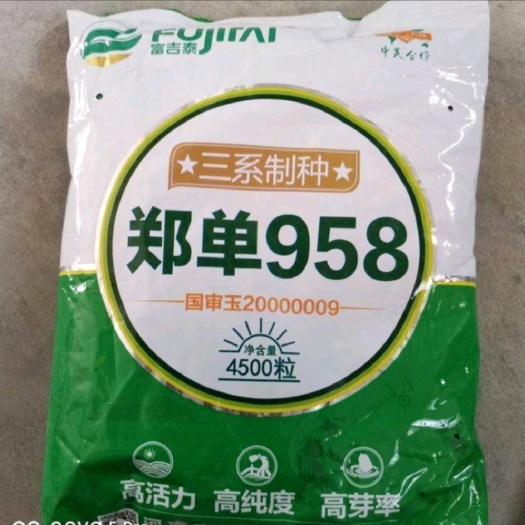 郑州郑单958玉米种子耐密植，抗倒伏，中国玉米种子霸榜。