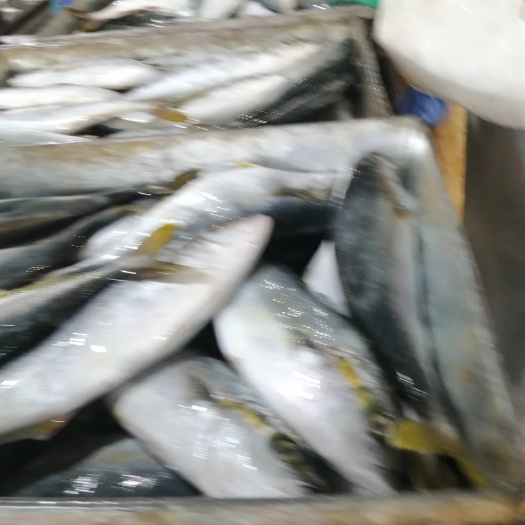 大连鰤鱼（黄占子）