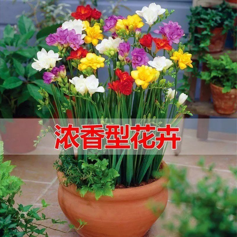 香雪兰种球小苍兰盆栽室内外花卉四季多年生易种开花植物种子