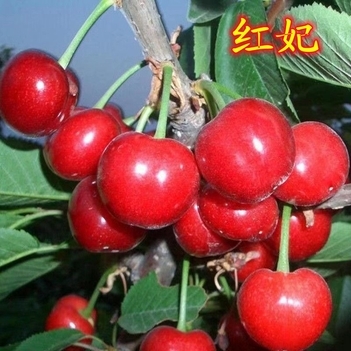 苍溪县红妃樱桃苗，甜姬樱桃苗，基地直发量大从优，