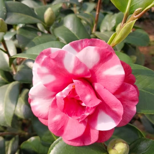 漳平市茶花，花露珍