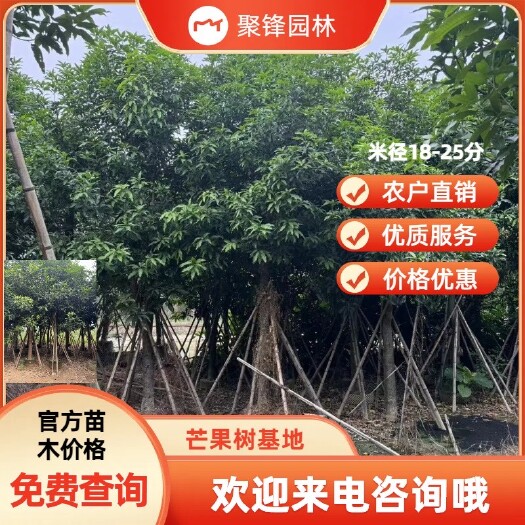 普宁市芒果树（米径18-25分）