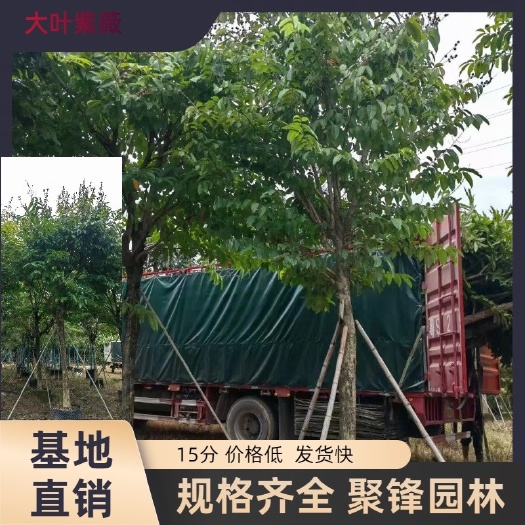 普宁市大叶紫薇